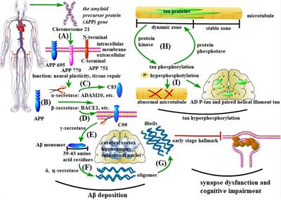 Microglia and Wnt Pathways: Prospects for Inflammation in Alzheimer’s Disease